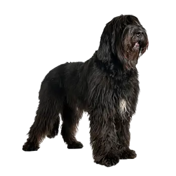 Bergamasco Sheepdog