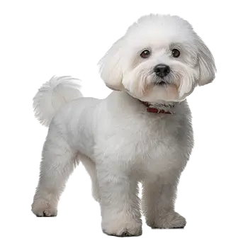 Bichon Frise
