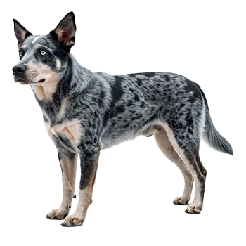 Blue Heeler
