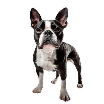 Boston Bull