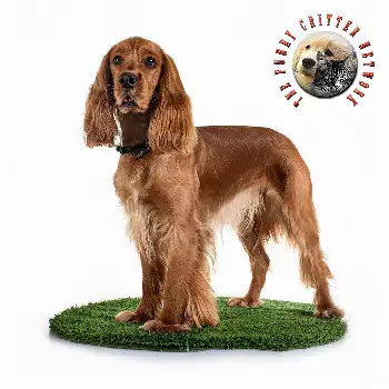 Boykin Spaniel Dog