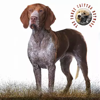 Bracco Italiano