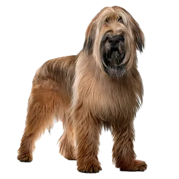 Berger de Brie Dog