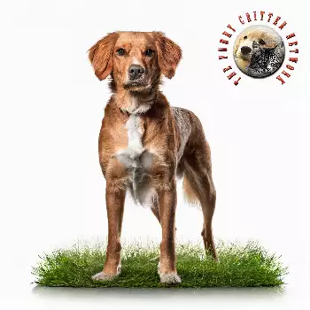Brittany Fawn Dog