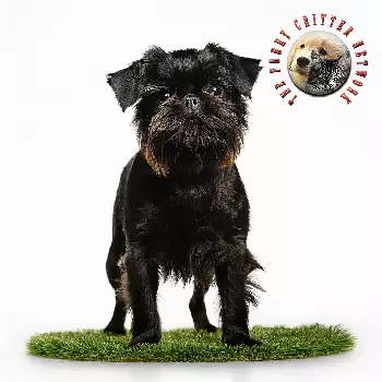 Griffon Bruxellois Dog