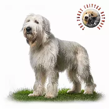 Caucasian Shepherd Dog