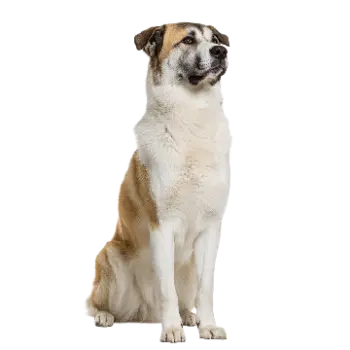 Central Asian Shepherd Dog