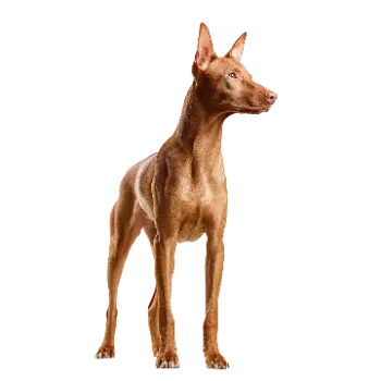 Sicilian Branchiero