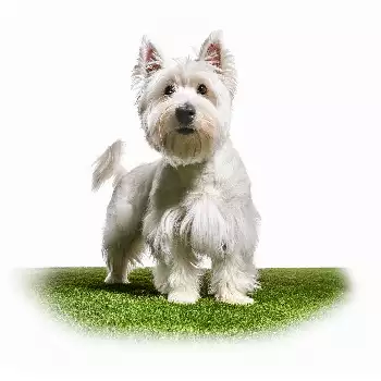 Furry Critter Network Logo