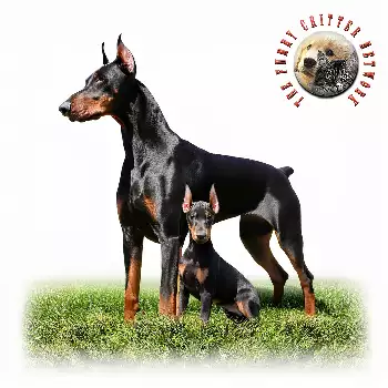 Doberman Pinscher