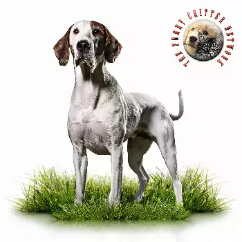 Dutch Partridge Dog