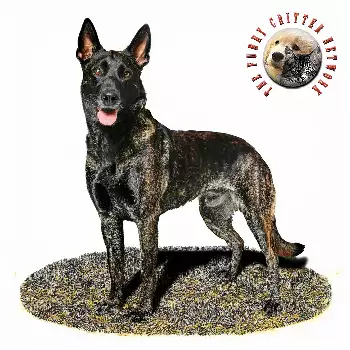 Dutch Shepherd Dog