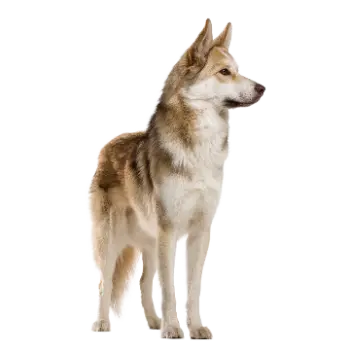 East Siberian Laika