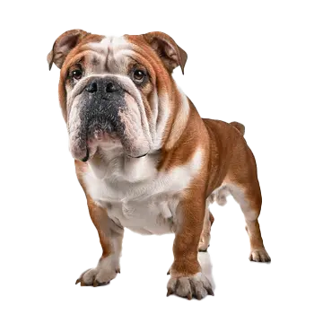 English Bulldog