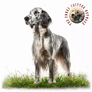 English Setter Dog