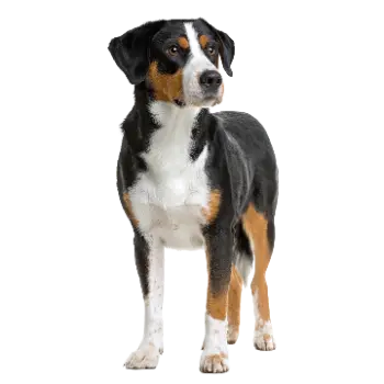 Entlebucher Mountain Dog