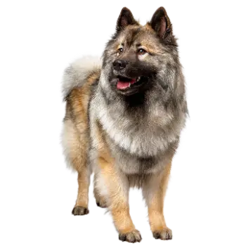 Eurasian Dog