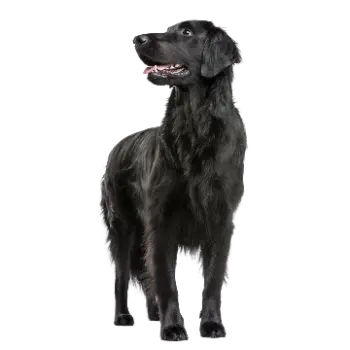 Flat-Coated Retriever