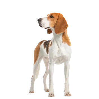 Foxhound