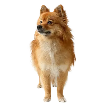 German Spitz