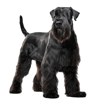 Munich Schnauzer