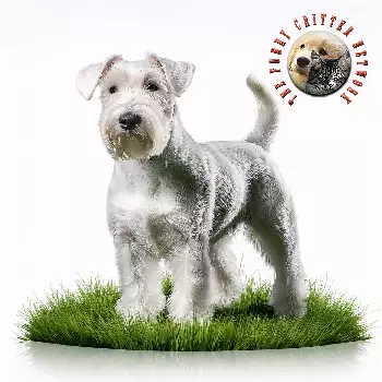 Irish Glen of Imaal Terrier