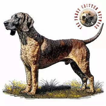 Hannoverscher Schweisshund Dog