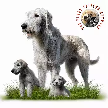 Irish Wolfhound