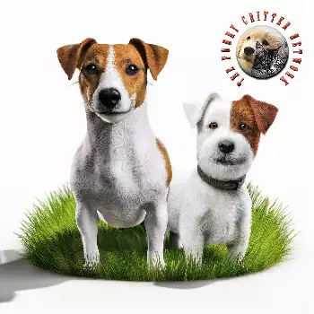 Jack Terrier