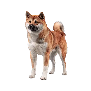 Japanese Akitainu
