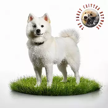 Kishu Ken