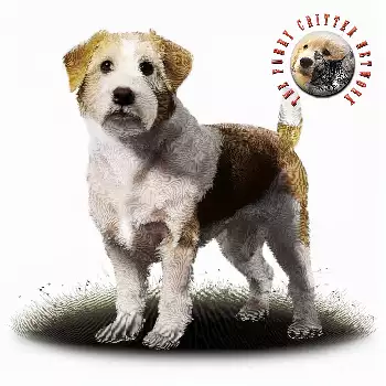 Kromfohrlander Dog