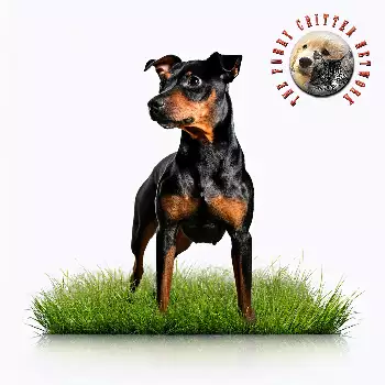 Black and Tan Terrier