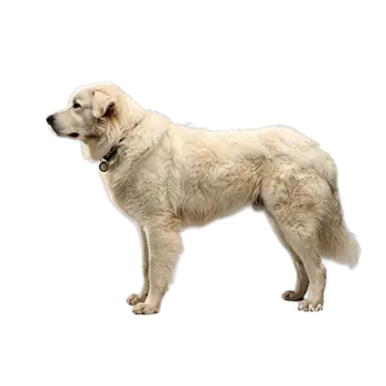 Abruzzese Shepherd Dog