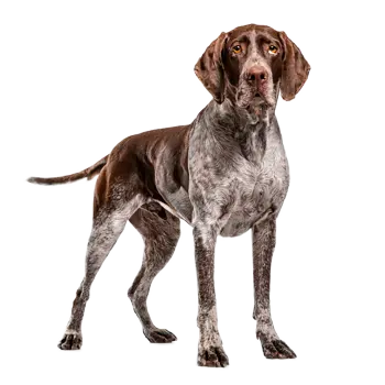 Danish Pointer