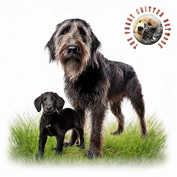 Otterhound