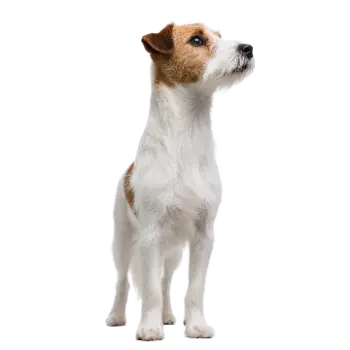 Parson Russell Terrier