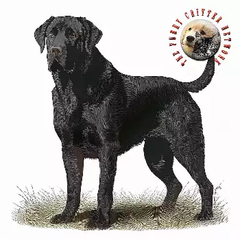 Furry Critter Network Logo