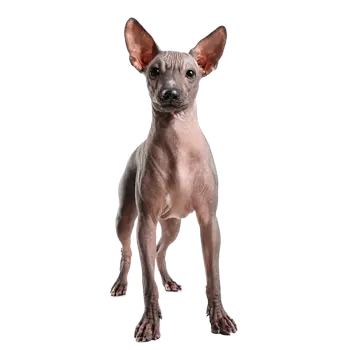 Perro sin pelo del Peru