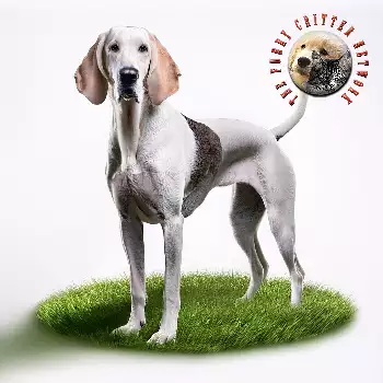 Sabueso Del Valle De Save