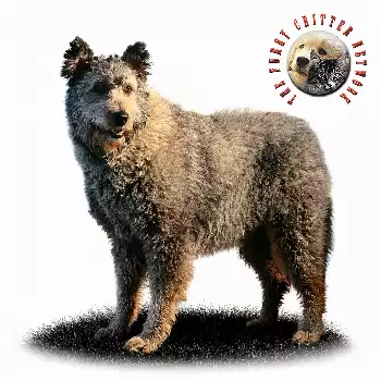 Hungarian Pumi