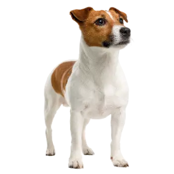 Russell Terrier