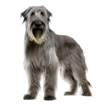 Scottish Deerhound