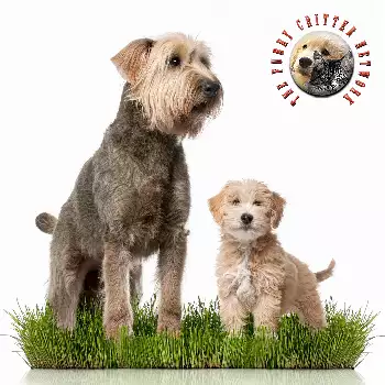 Irish Soft Coated Wheaten Terrier