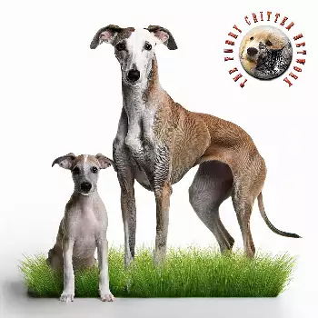 Galgo Espanol Spanish Greyhound
