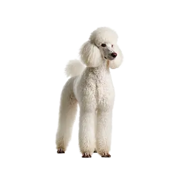 Standard Poodle