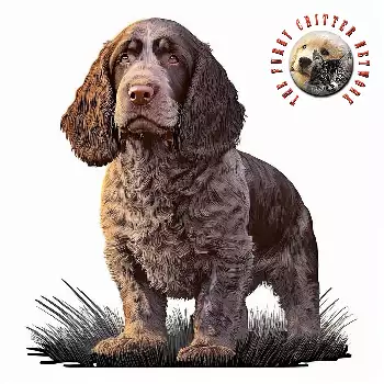 Sussex Spaniel