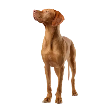 Vizsla