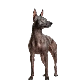 Xoloitzcuintli