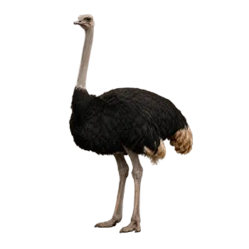 African Black Ostrich Species Guide - Furry Critter Network